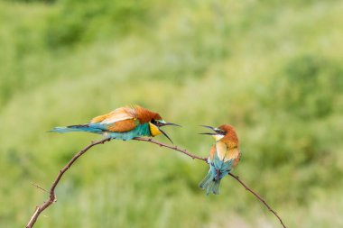 European bee-eater (Merops apiaster), two birds sitting on branch and arguing, Ruse Province, Bulgaria, Europe  clipart