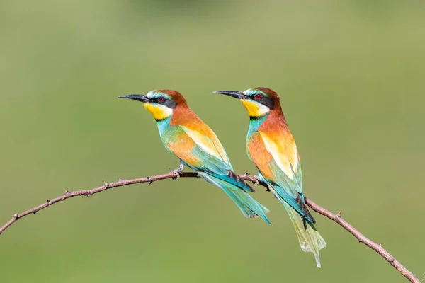 Avrupa Arı Yiyici Merops Apiaster Dalda Oturan Iki Kuş Rusçuk — Stok fotoğraf