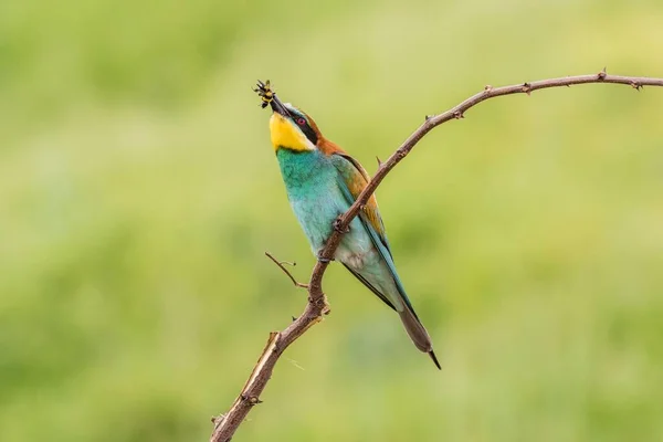 Evropský Včelí Jedlík Merops Apiaster Sedící Větvi Čmelákem Zobáku Provincie — Stock fotografie