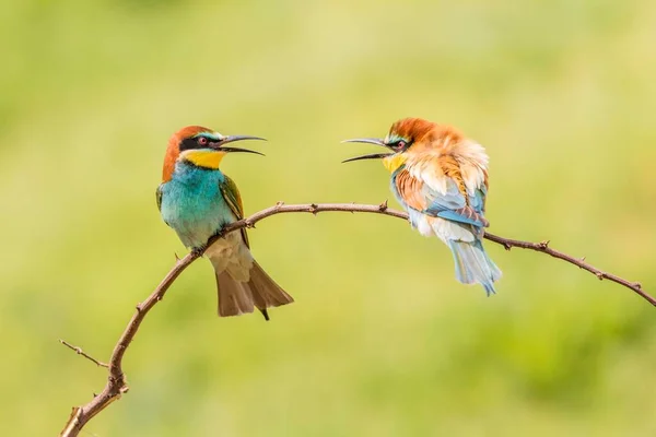 Avrupa Arı Yiyici Merops Apiaster Dalda Oturan Iki Kuş Rusçuk — Stok fotoğraf