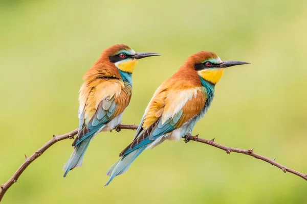 Avrupa Arı Yiyici Merops Apiaster Dalda Oturan Iki Kuş Rusçuk — Stok fotoğraf