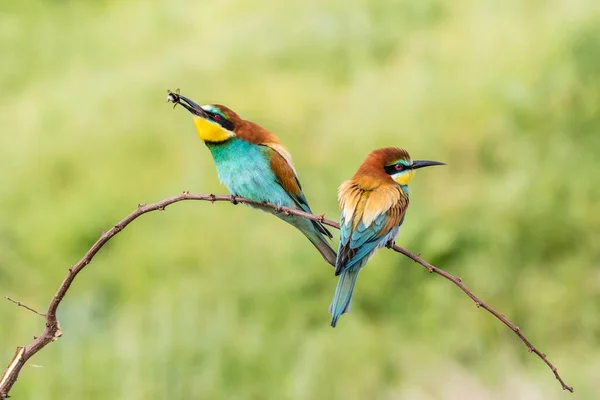 Ευρωπαίος Μελισσοφάγος Merops Apiaster Δύο Πτηνά Που Κάθονται Κλαδί Ένα — Φωτογραφία Αρχείου