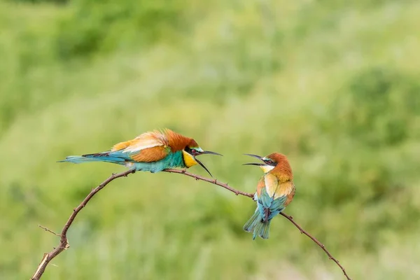 Comedor Europeu Abelhas Merops Apiaster Duas Aves Sentadas Ramo Discutindo — Fotografia de Stock