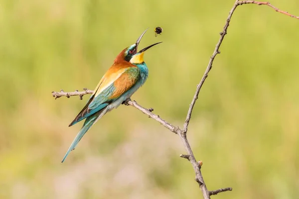 Comedor Abelhas Europeu Merops Apiaster Lançando Abelha Província Ruse Bulgária — Fotografia de Stock