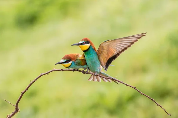 Ευρωπαίος Μελισσοφάγος Merops Apiaster Ένα Πτηνό Στο Κλαδί Και Μία — Φωτογραφία Αρχείου