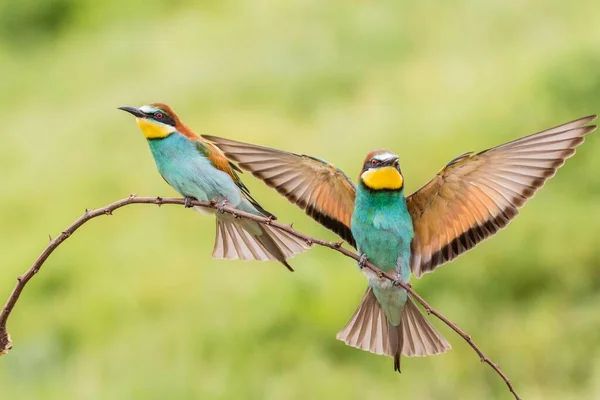 Európai Méhevő Merops Apiaster Egy Madár Ágon Egy Leszállás Mellette — Stock Fotó