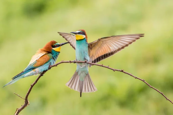 Comedor Abelhas Europeu Merops Apiaster Pássaro Ramo Pouso Lado Dele — Fotografia de Stock