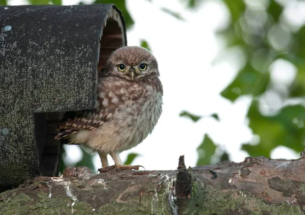 巣穴の前にある小さなフクロウ Atheene Noctua Emsland Lower Sanx86 ドイツ ヨーロッパ — ストック写真