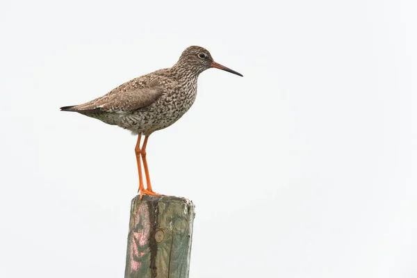 Redshank Tringa Totanus Dřevěné Tyči Emsland Dolní Sasko Německo Evropa — Stock fotografie