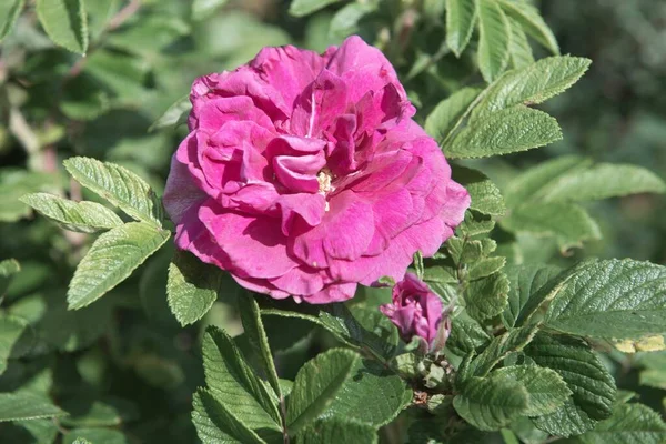 Damascene Rose Rosa Damascena Pinkki Emsland Niedersachsen Saksa Eurooppa — kuvapankkivalokuva