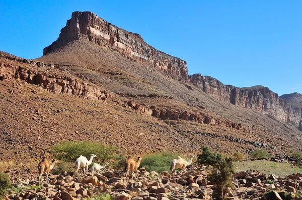 Dromedare Den Bergen Amogjar Pass Atar Adrar Region Mauretanien Afrika — Stockfoto