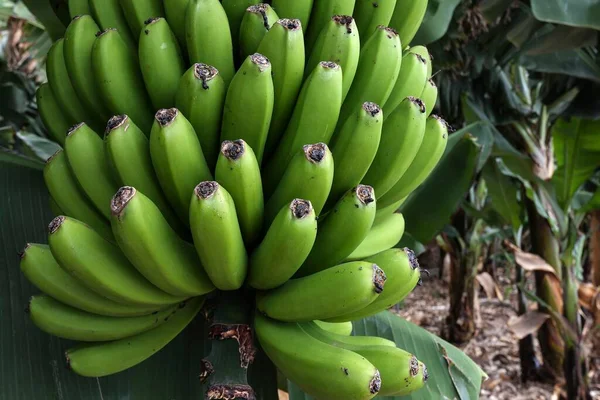 Banány Kanárských Ostrovech Musa Banánovník Palma Kanárské Ostrovy Španělsko Evropa — Stock fotografie