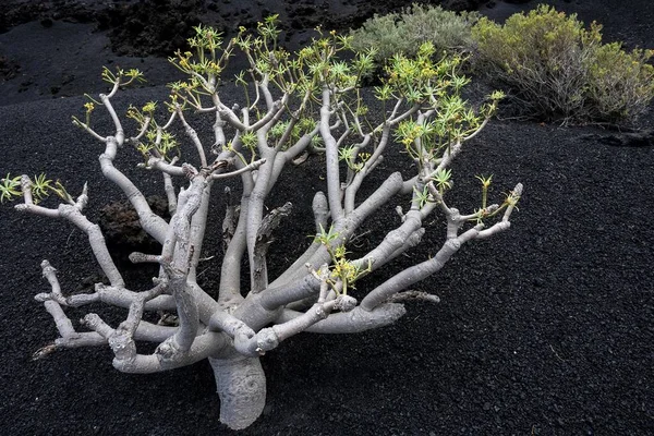 火山岩 拉帕尔马 加那利群岛 西班牙 欧洲的净化或欣喜若狂 Euphorbia Berthelotii — 图库照片