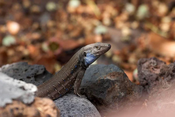 Gallot Lizard Also Tenerife Lizard Western Canaries Lizard Gallotia Galloti — Stock Photo, Image