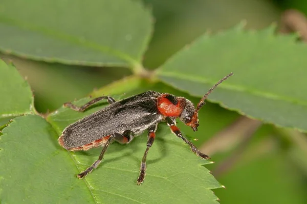Cantharis Fusca Cantharis Fusca Baden Rttemberg Germany Europe — 图库照片