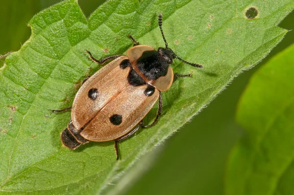 Peltidae Peltidae Baden Wrttemberg Duitsland — Stockfoto