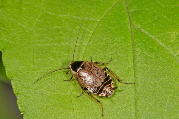 Ectobius Sylvestris Ectobius Sylvestris Baden Wrttemberg Duitsland Europa — Stockfoto