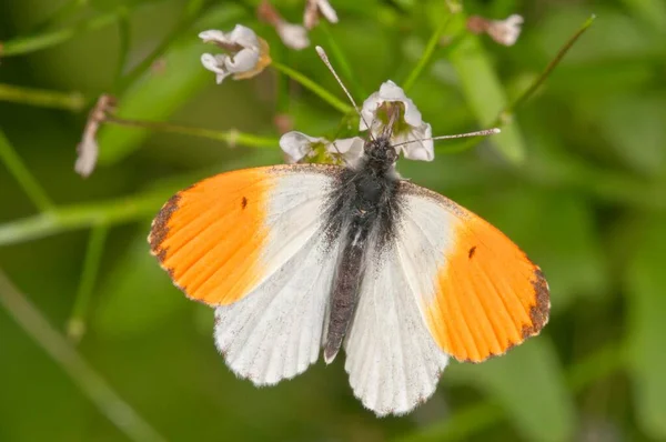 Orange Tip Anthocharis Cardamines Male Feeding Large Bittercress Cardamine Amara — Stock Photo, Image