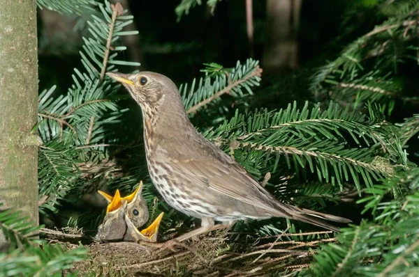 德国巴登 符腾堡 有雏鸟筑巢的雏菊 Turdus Philomelos — 图库照片