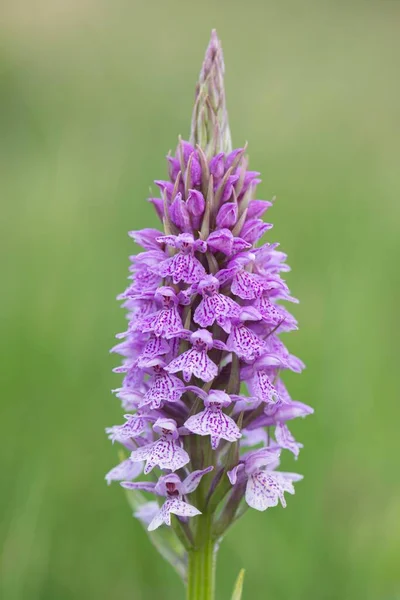 Heath Spotted Orchid Moorland 점박이 Dactylorhiza Maculata Emsland Lower Saxony — 스톡 사진