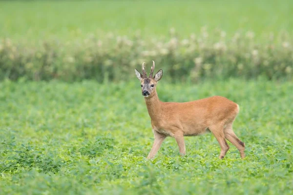 Roebuck Capreolus Capreolus Emsland Dolna Saksonia Niemcy Europa — Zdjęcie stockowe