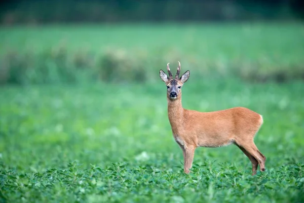 Roebuck Capreolus Capreolus Emsland Κάτω Σαξονία Γερμανία Ευρώπη — Φωτογραφία Αρχείου