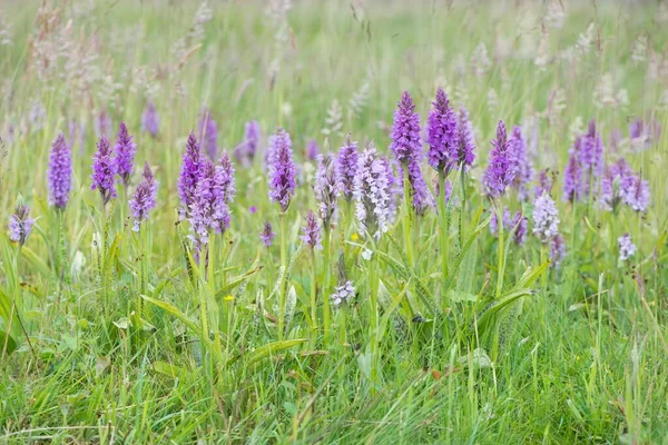 Orchidee Plamiste Dactylorhiza Maculata Emsland Dolna Saksonia Niemcy Europa — Zdjęcie stockowe