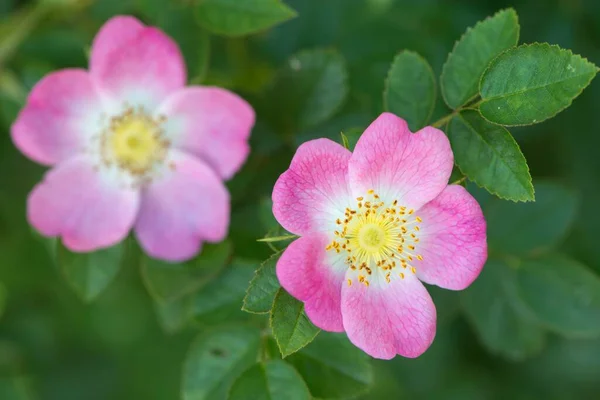 Róża Psów Emsland Dolna Saksonia Niemcy Europa — Zdjęcie stockowe