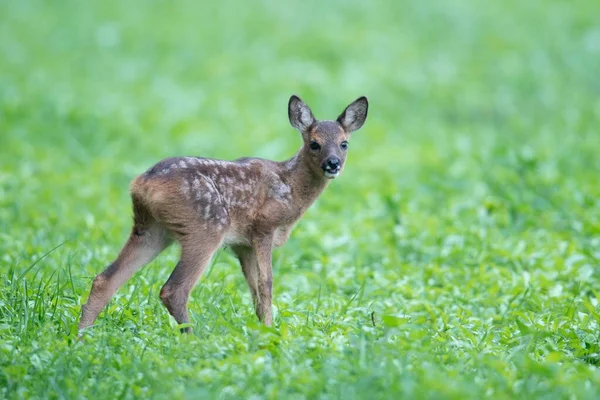 Jeleni Capreolus Capreolus Emsland Dolna Saksonia Niemcy Europa — Zdjęcie stockowe