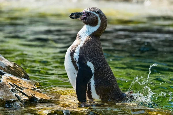 Magellán Pingvin Spheniscus Magellanicus Fogságban — Stock Fotó