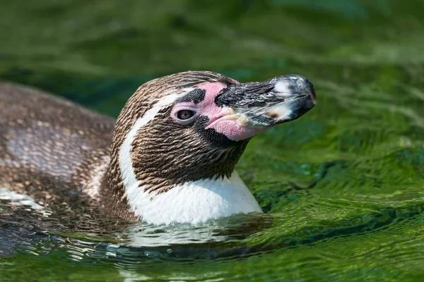 Magelhaenpinguïn Spheniscus Magellanicus Water Gevangenschap — Stockfoto