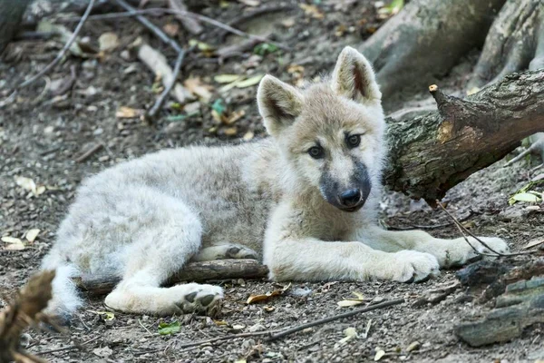 Lobo Ártico Canis Lupus Arctos Cachorro Semanas —  Fotos de Stock