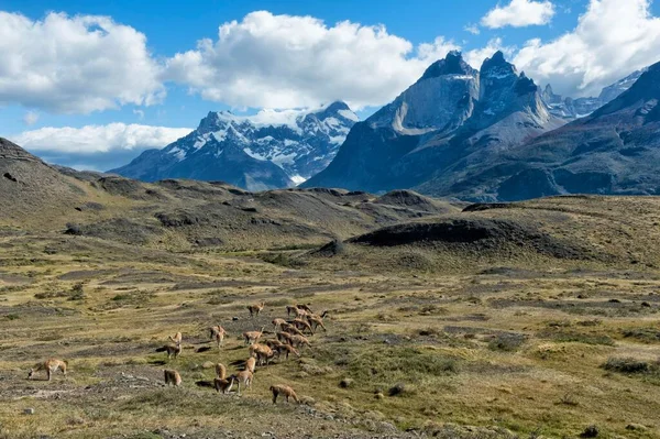 Guanaco Csorda Legeltetés Torres Del Paine Nemzeti Park Sztyeppén Chilei — Stock Fotó