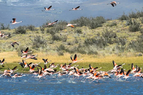 Chilean Flamingos Phoenicopterus Chilensis Taking Torres Del Paine National Park — Stock Photo, Image