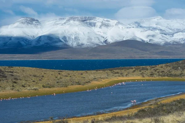 Chilean Flamingos Phoenicopterus Chilensis Torres Del Paine National Park Chilean — Stock Photo, Image