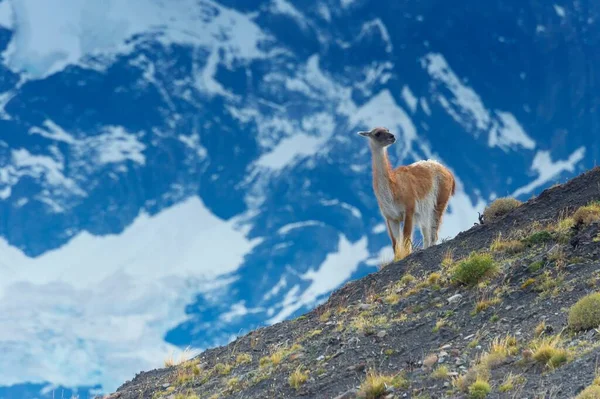 Guanaco Lama Guanicoe Una Cresta Parque Nacional Torres Del Paine —  Fotos de Stock