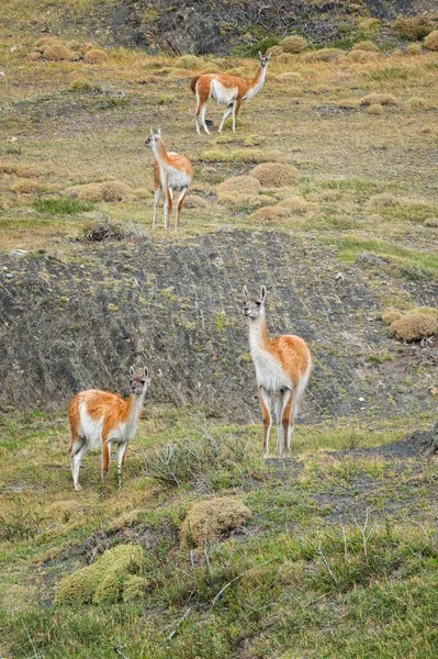 Grupo Guanacos Lama Guanicoe Estepe Parque Nacional Torres Del Paine — Fotografia de Stock