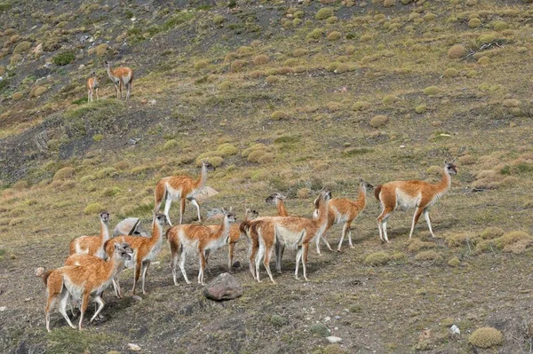 Grupo Guanacos Lama Guanicoe Estepe Parque Nacional Torres Del Paine — Fotografia de Stock