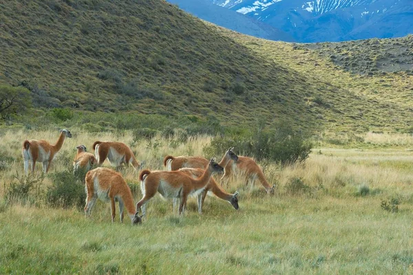 Ομάδα Guanacos Lama Guanicoe Στη Στέπα Εθνικό Πάρκο Torres Del — Φωτογραφία Αρχείου