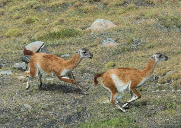 Guanacos Lama Guanicoe Correndo Estepe Parque Nacional Torres Del Paine — Fotografia de Stock