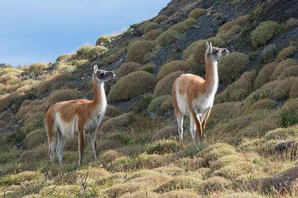 Guanacos Lama Guanicoe Park Narodowy Torres Del Paine Chilijska Patagonia — Zdjęcie stockowe