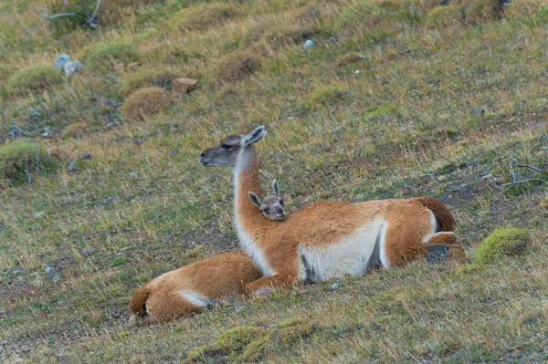 Jovem Guanaco Lama Guanicoe Deitado Chão Com Cabeça Parte Trás — Fotografia de Stock