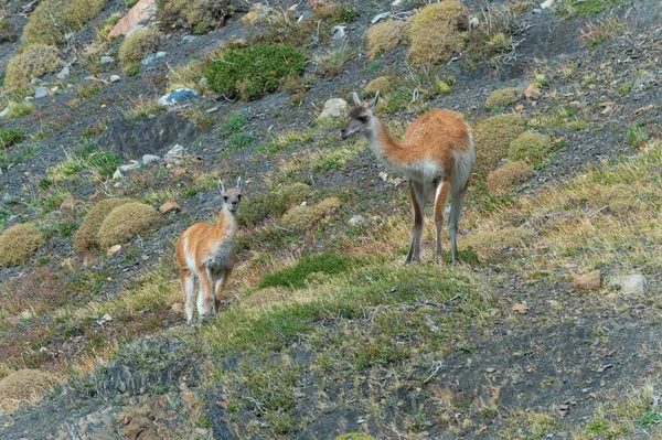 Guanacos Lama Guanicoe Parque Nacional Torres Del Paine Patagônia Chilena — Fotografia de Stock