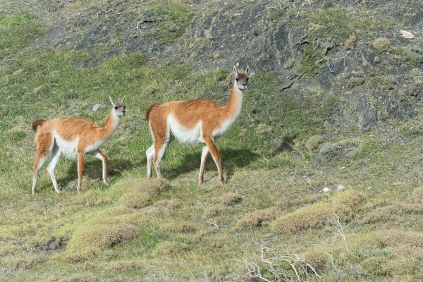 Guanacos Lama Guanicoe Parque Nacional Torres Del Paine Patagônia Chilena — Fotografia de Stock