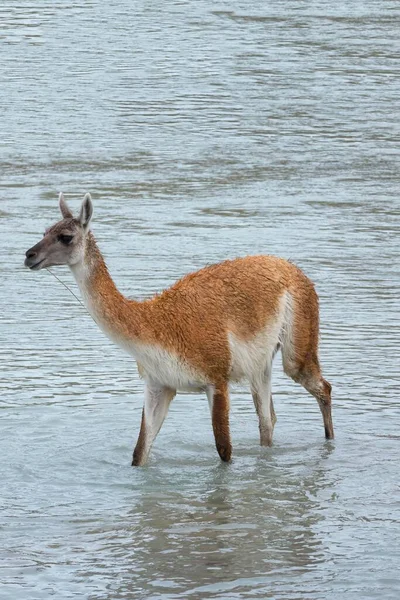 Guanaco Lama Guanicoe Cruzando Río Parque Nacional Torres Del Paine — Foto de Stock