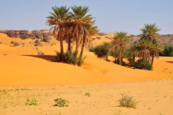 Geiten Onder Dadelpalmen Zand Rachid Oase Tagant Region Mauritanië Afrika — Stockfoto