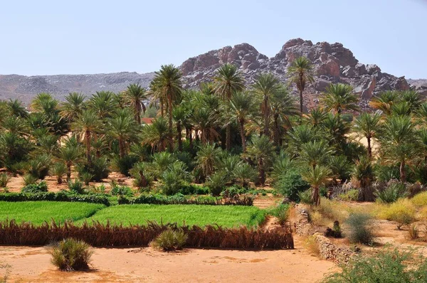 Grönt Fält Med Datumpalmer Rachid Oas Tagant Region Mauretanien Afrika — Stockfoto