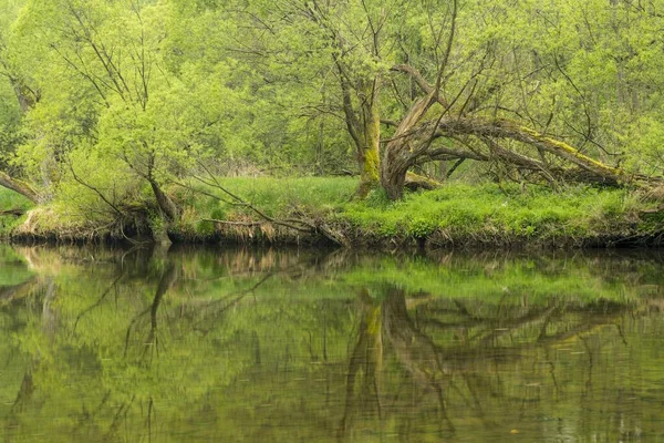 Rivière Thaya Parc National Thayatal Hardegg Basse Autriche Autriche Europe — Photo