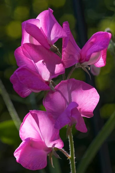 Pois Doux Lathyrus Odoratus Fleur Bavière Allemagne Europe — Photo