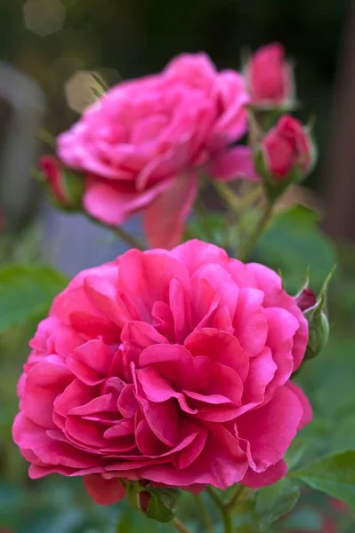 Rosenblüte Karina Rosa Bayern Deutschland Europa — Stockfoto